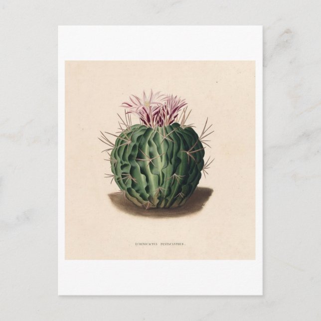 Cactus Botanical Illustration from 1841 Postcard (Front)