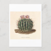 Cactus Botanical Illustration from 1841