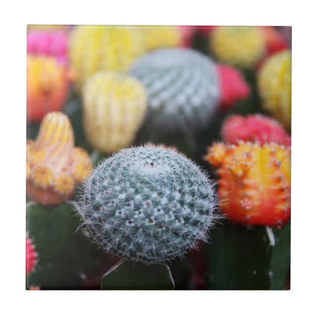 Cactus, Cacti, Flowers, Spines, Thorns, Succulents Tile (Front)