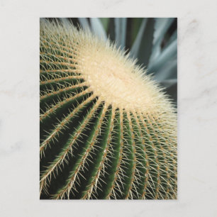 Cactus Card
