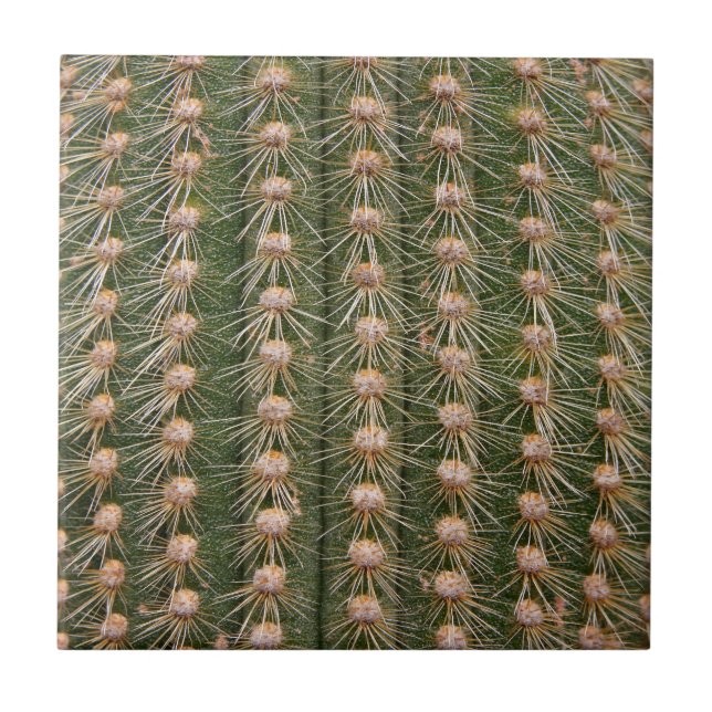 Cactus close up ceramic tile (Front)