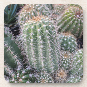 Cactus Coaster