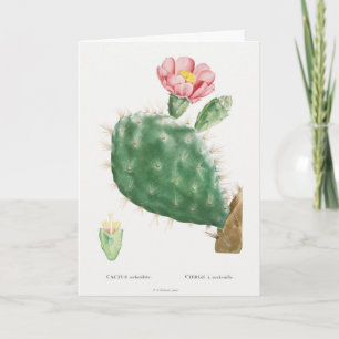 Cactus Cochenillifer, Antique Illustration, 1799 Card