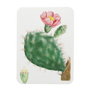 Cactus Cochenillifer, Antique Illustration, 1799 Magnet