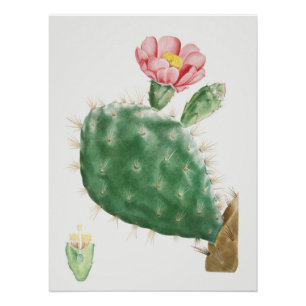Cactus Cochenillifer, Antique Illustration, 1799 Poster