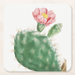 Cactus Cochenillifer, Antique Illustration, 1799  Square Paper Coaster