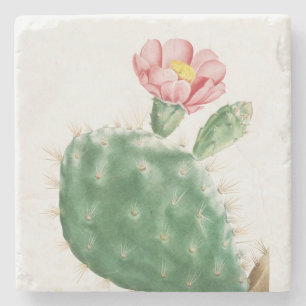 Cactus Cochenillifer, Antique Illustration, 1799  Stone Coaster