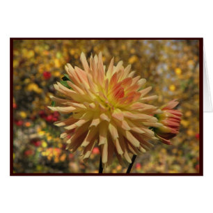 Cactus Dahlia