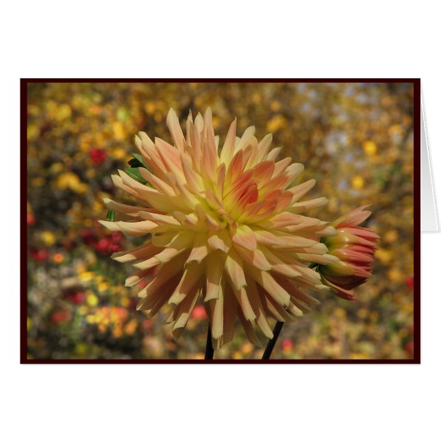 Cactus Dahlia (Front Horizontal)