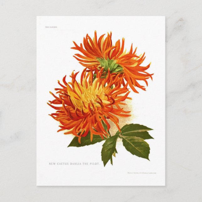 Cactus Dahlia Postcard (Front)