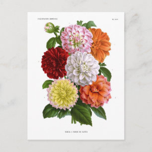 Cactus Dahlias Postcard