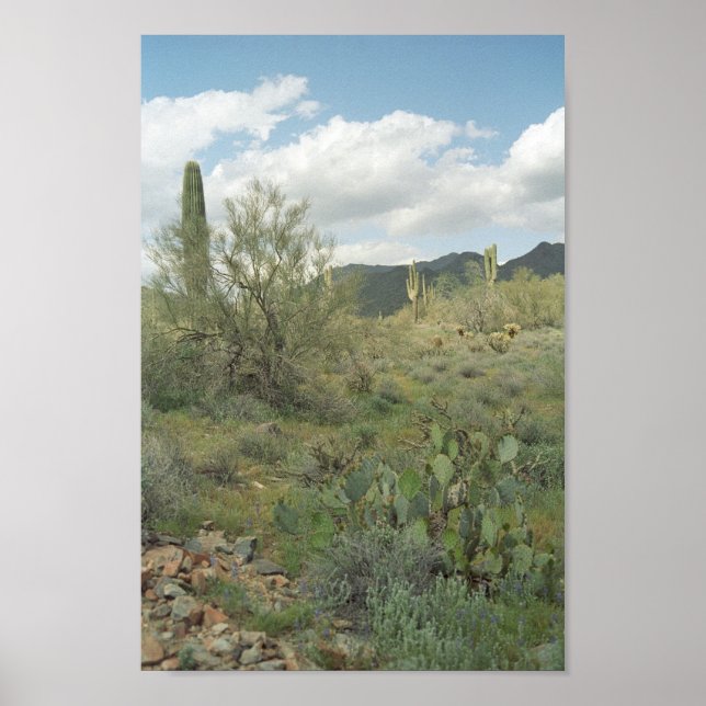 Cactus Desert Colouring Photograph Art Print (Front)