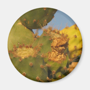 Cactus Detail Photography Round Magnet