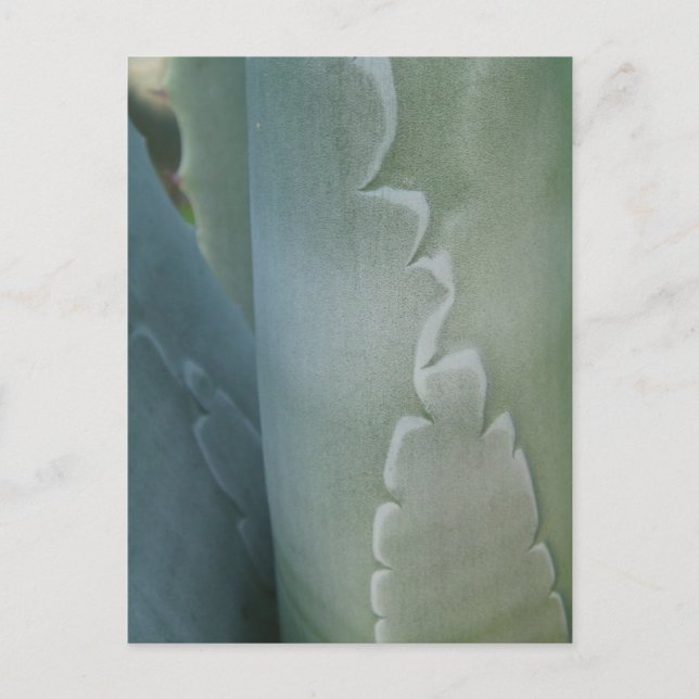 Cactus Detail Postcard (Front)