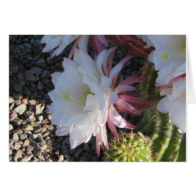 Cactus Flower (Front Horizontal)