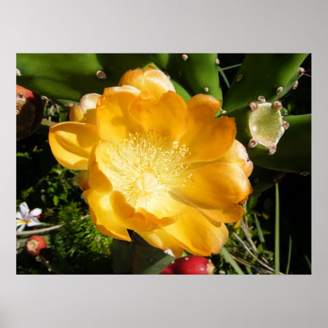 Cactus Flower Blooms in Orange Poster (Front)