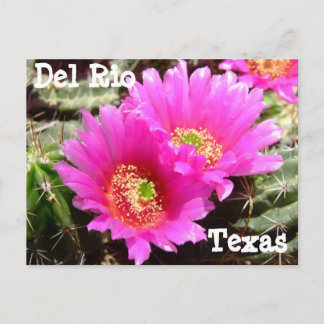 Cactus flower Del Rio Texas Postcard