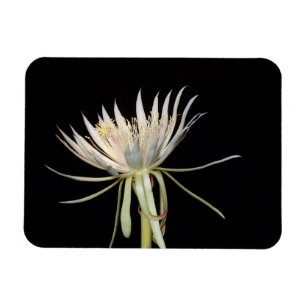 Cactus flower magnet