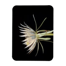 Cactus flower magnet