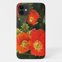 Cactus Flower Photo Bright Red Bloom Southwest