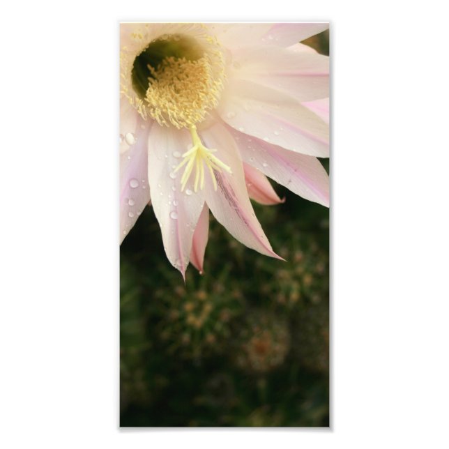 Cactus Flower Photo Print (Front)