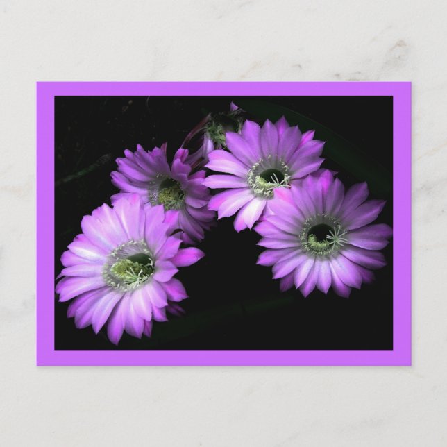 Cactus Flower Postcard (Front)