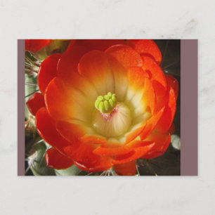 Cactus Flower Postcard