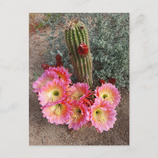 Cactus Flower Postcard (Front)