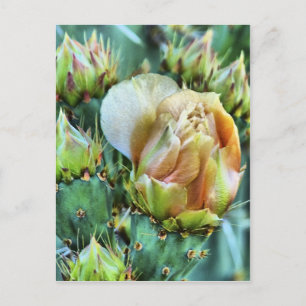 Cactus Flower Postcard