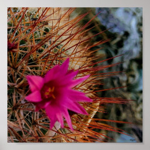 Cactus Flower Poster