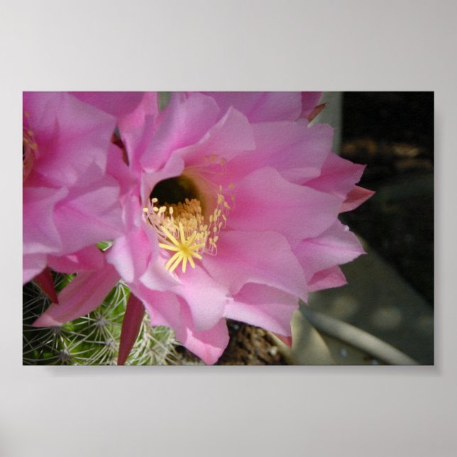 Cactus flower poster (Front)