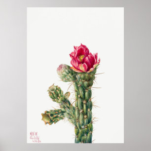 Cactus Flower Poster