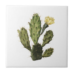 Cactus Flower Vintage Drawing Ceramic Tile