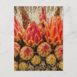Cactus Flowers 012j Postcard