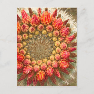 Cactus Flowers 016a Postcard