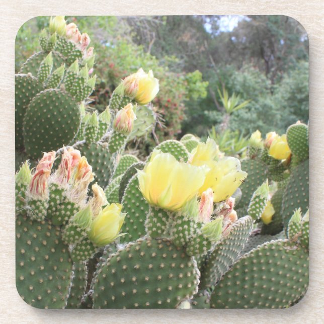 Cactus Flowers Coasters (Front)