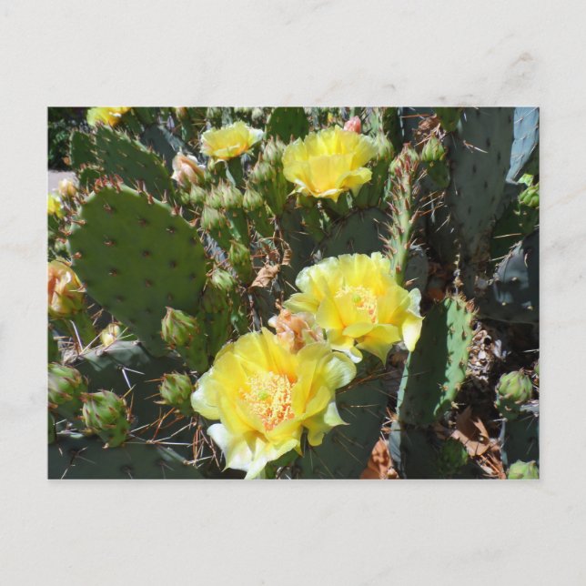 Cactus Flowers Postcard (Front)