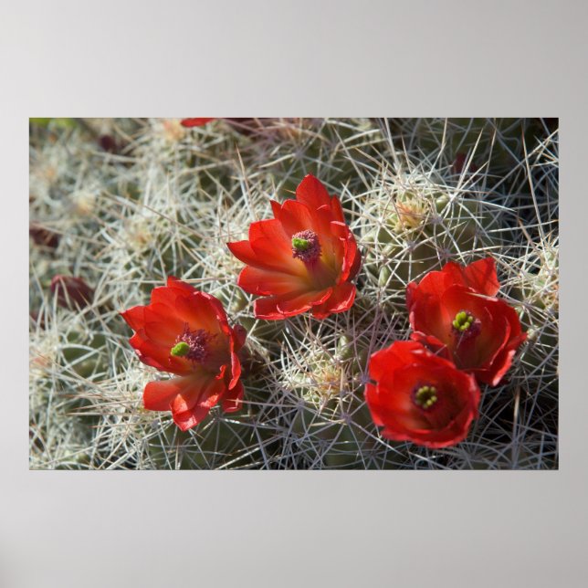 Cactus flowers poster (Front)