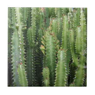 Cactus Garden Ceramic Tile