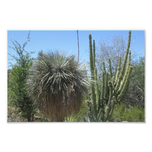 Cactus Garden Photo Print (Front)