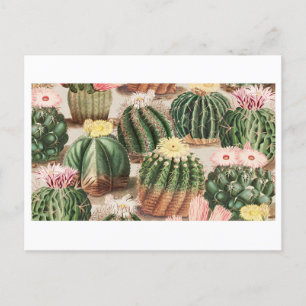 Cactus Garden Postcard