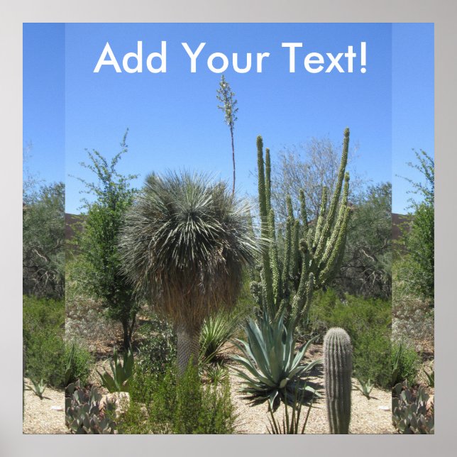 Cactus Garden Poster (Front)
