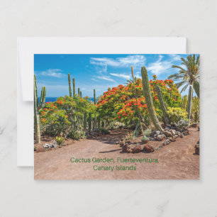 Cactus Garen, Fuerteventura, Canary Islands, Postcard