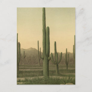 Cactus grove, Arizona Postcard
