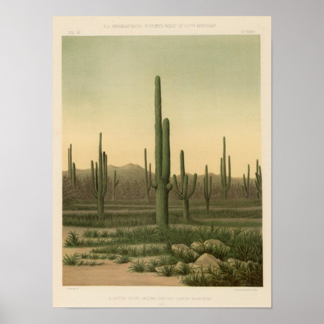 Cactus grove, Arizona Poster (Front)