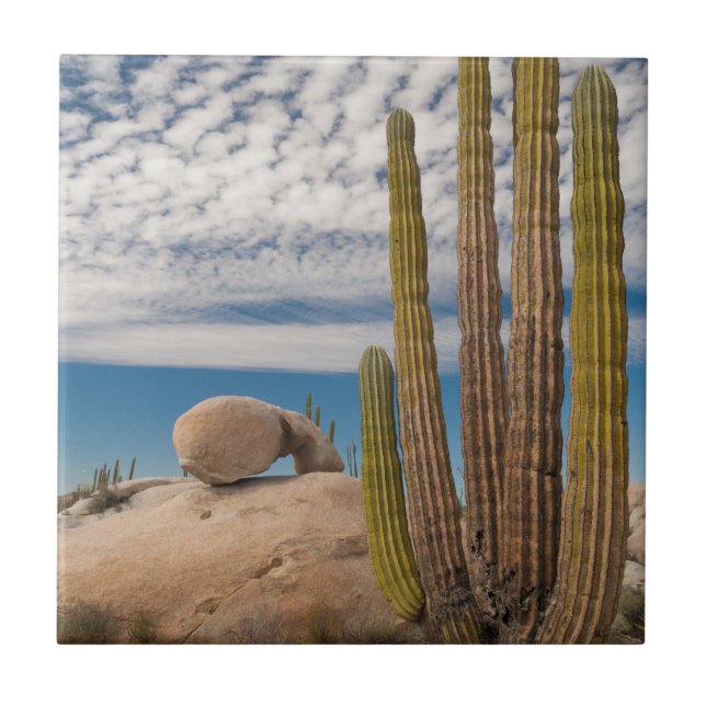 Cactus In Desert Scenic Ceramic Tile (Front)