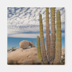 Cactus In Desert Scenic Magnet