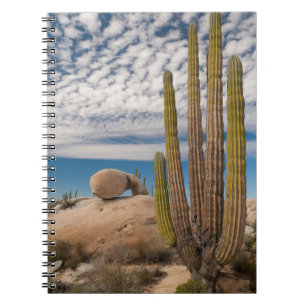 Cactus In Desert Scenic Notebook