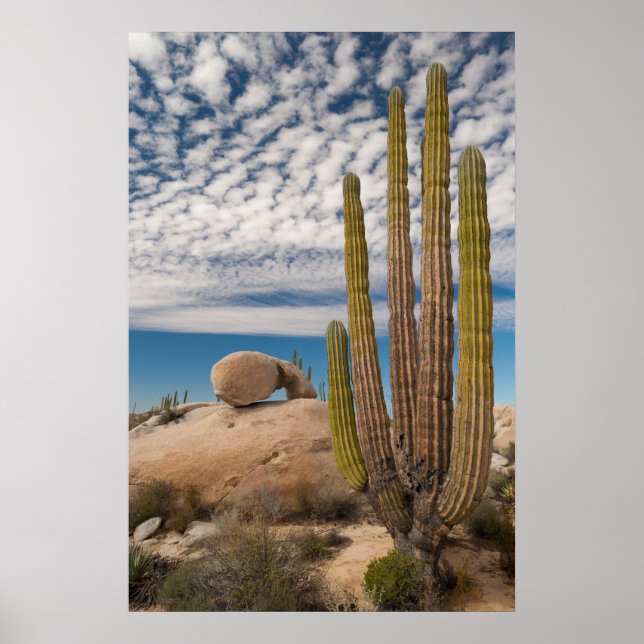 Cactus In Desert Scenic Poster (Front)