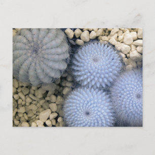 Cactus in infrared light postcard